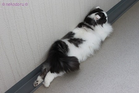 伸びてます1