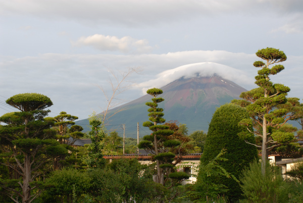 剪定された松ノ木と富士山