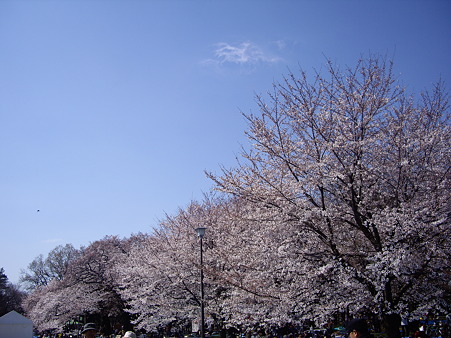 桜2012-3