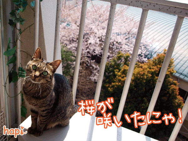 Photos: 120401-【猫アニメ】桜が咲いたにゃ♪