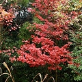 富幕山の紅葉