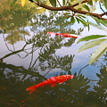 霞ヶ池のアイドル　赤い鯉